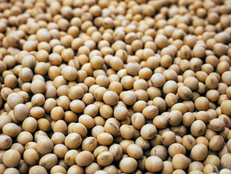 Soybean Market Surges: Investor Profits Rise Amidst Global Demand a bunch of small white balls of food