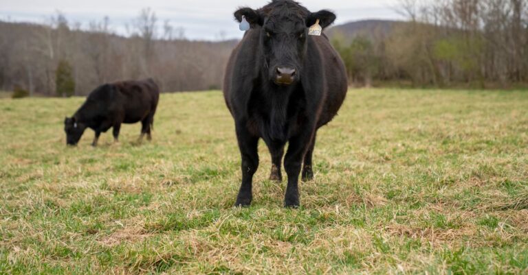 Avoid Losses with Smart Cattle Hedging Strategies Avoid Losses with Smart Cattle Hedging Strategies